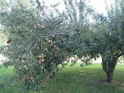 apple branch